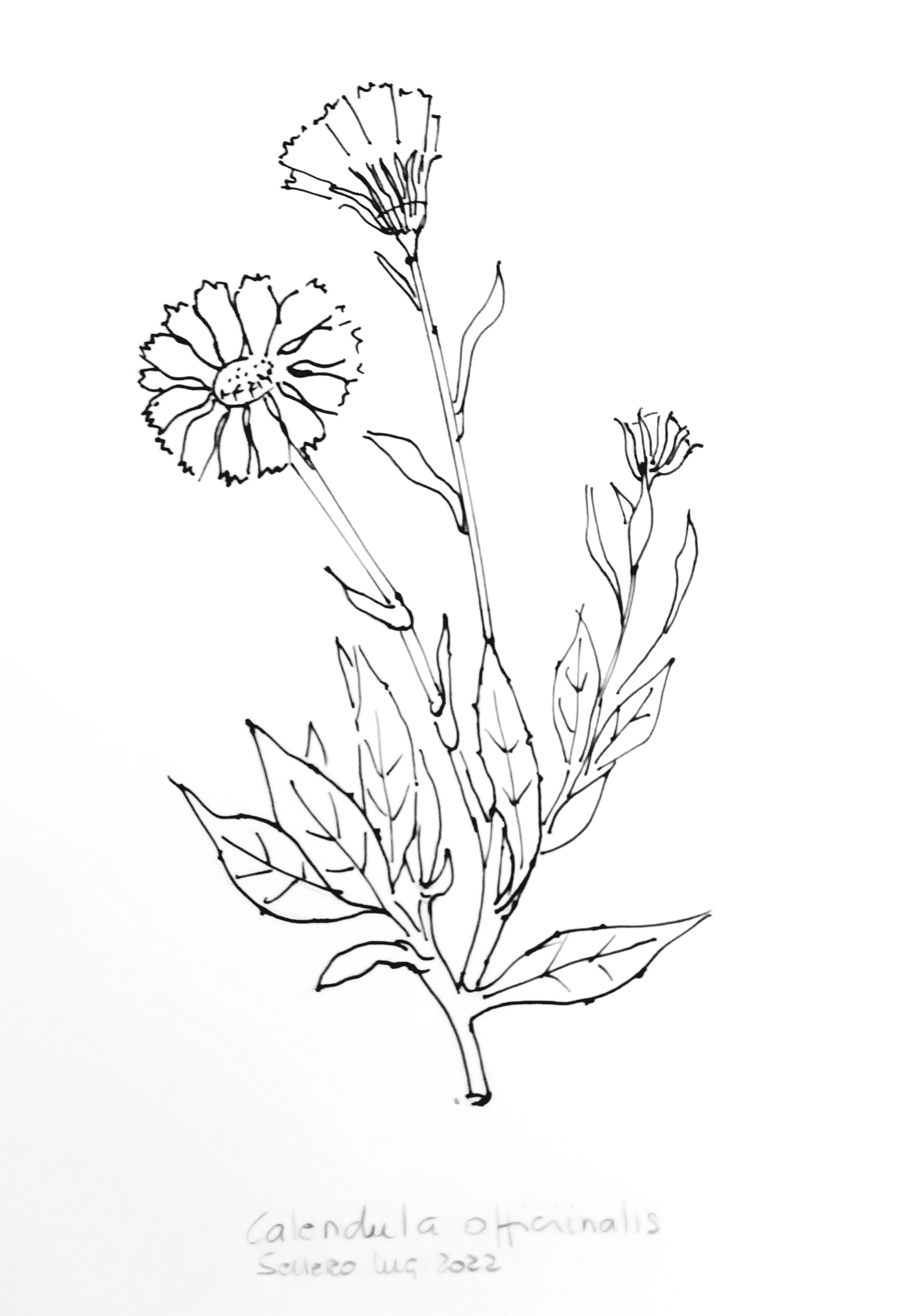 CALENDULA OFFICINALIS - calendola